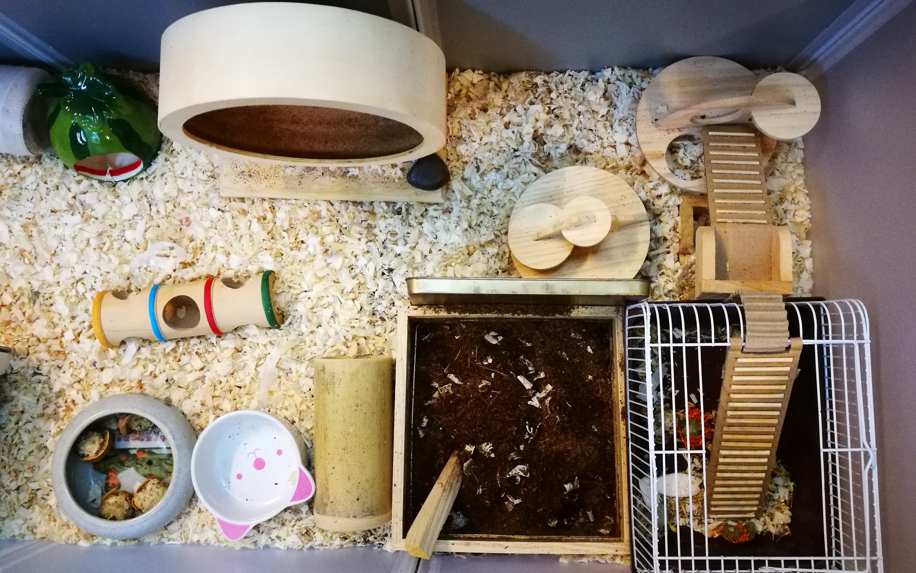 【仓鼠】鼠子的家过年也要收拾得干干净净!