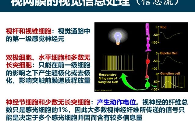 [图]感官3-视觉7-视觉信息的处理和机制