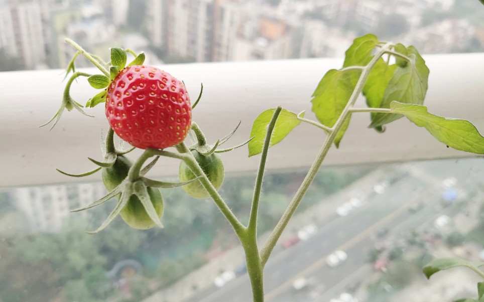 秋季阳台草莓,小番茄的果子,真是令人欣慰呀.哔哩哔哩bilibili