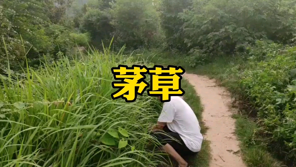 广西桂林路边割茅草茅根功效作用都有啥茅草屋一代人的回忆