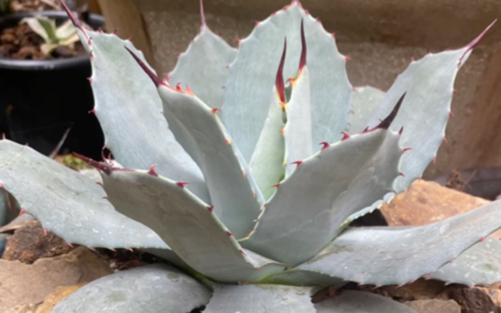 虚空藏高级灰开箱记录