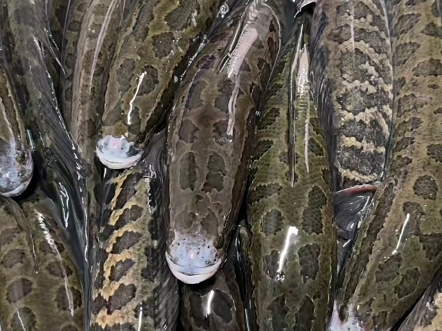 这种鱼号称淡水鱼中的"蟒蛇",有没有人认识的?