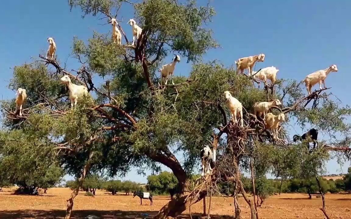 [图]这些羊都成精了！山羊真不愧为“哈士奇”二号，地上的草已经不能满足他们了，非要站在树顶上吃~|《动物宝贝世界》