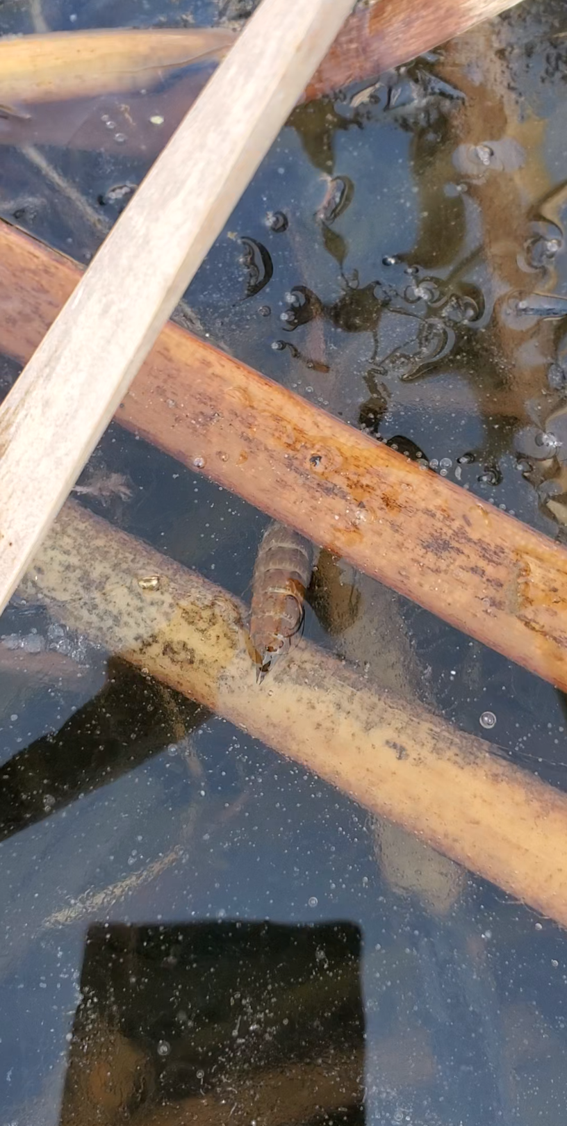 被冻的碧伟蜓幼虫