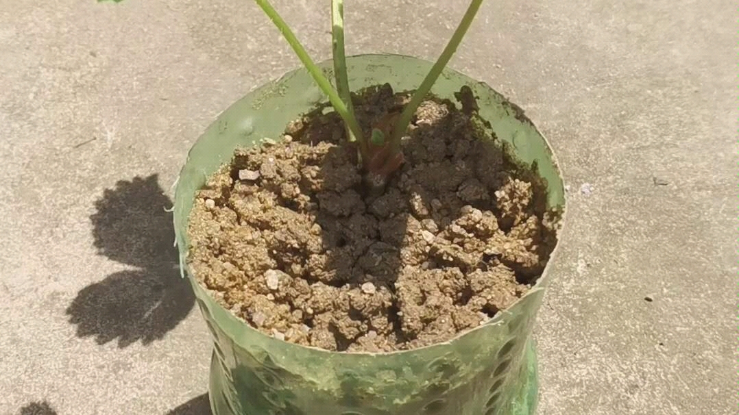 给草莓松土的坑还有我神苗的裂果