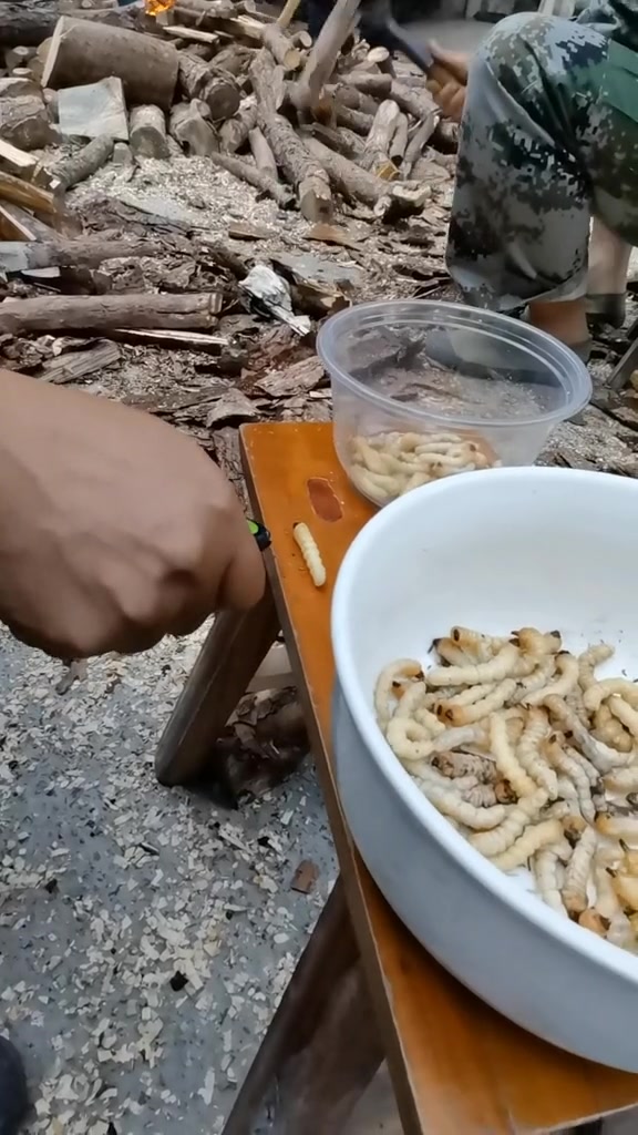 小哥哥吃松树虫,吃得好有味.现场演示打火机烤虫吃更香,还有丝丝甜味.