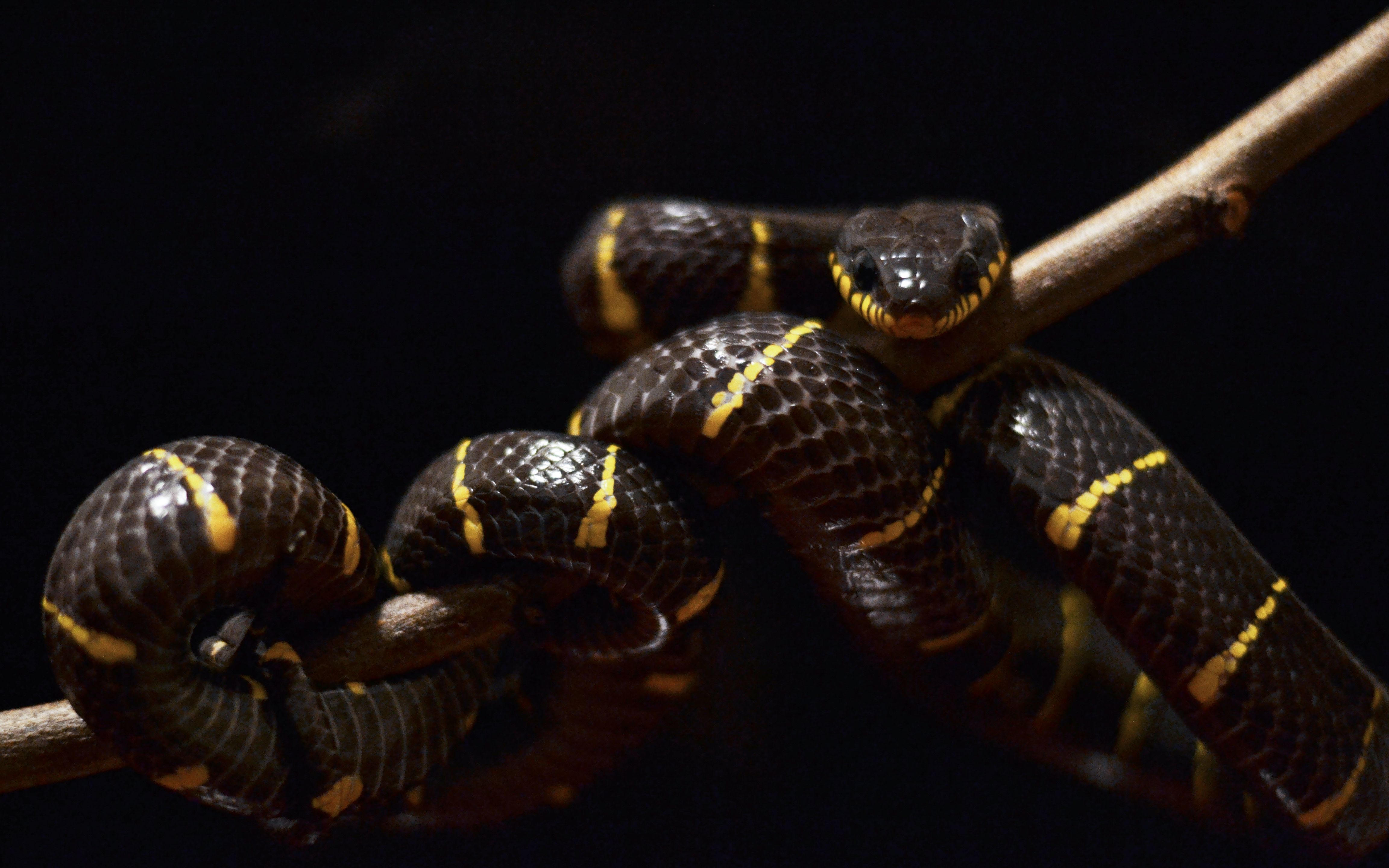 黄环林蛇喂食记录