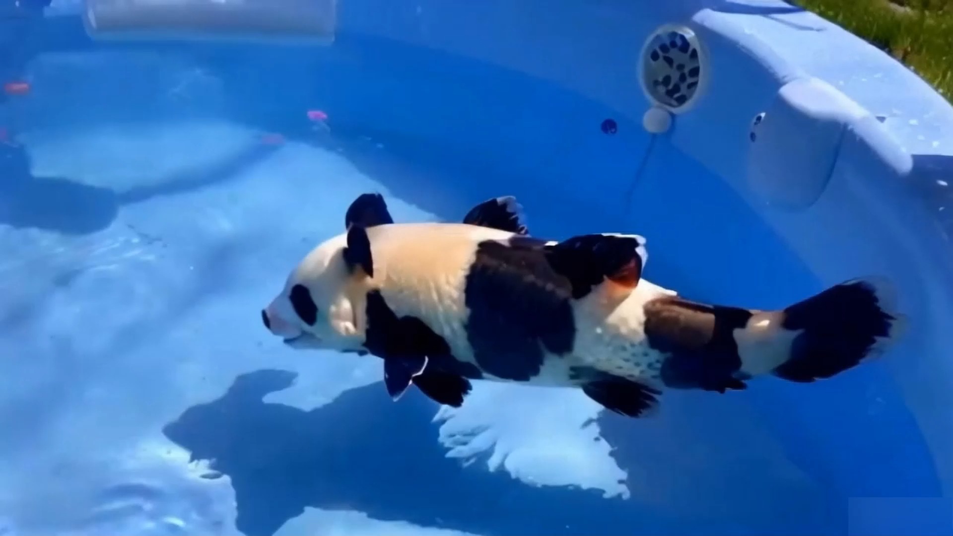 起猛了,看到熊猫鱼了