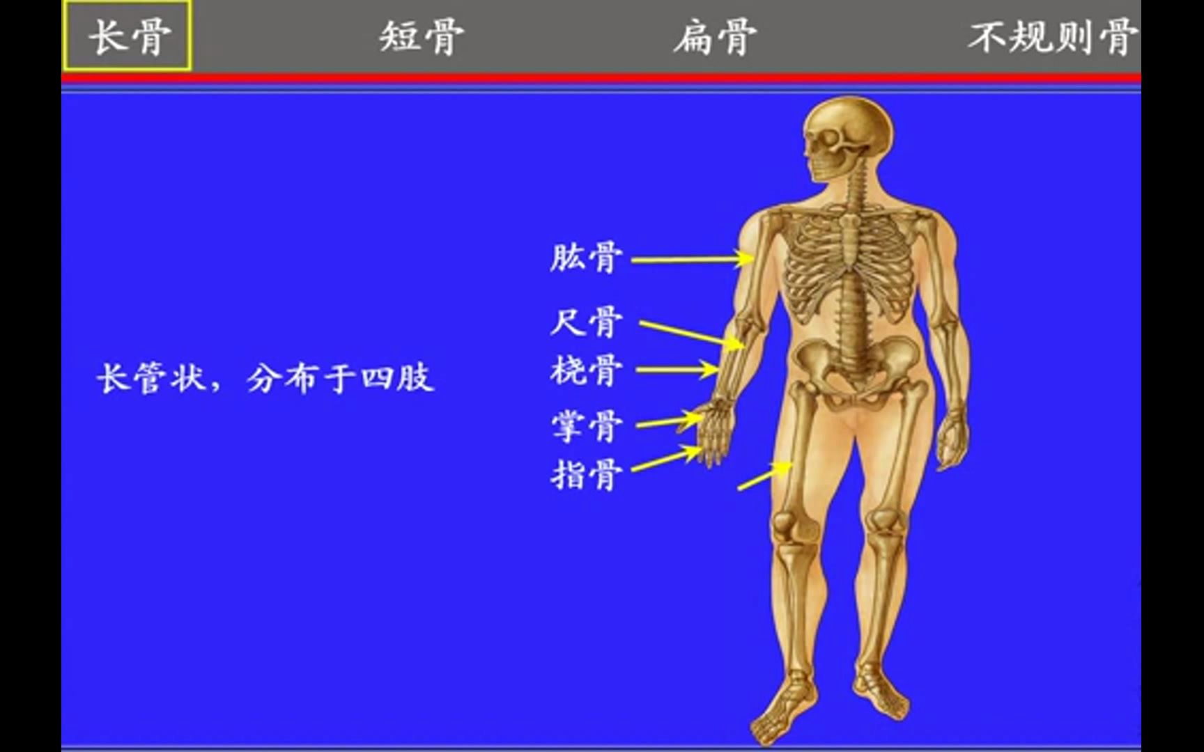 2.骨的形态与构造——系统解剖学 局部解剖学哔哩哔哩bilibili