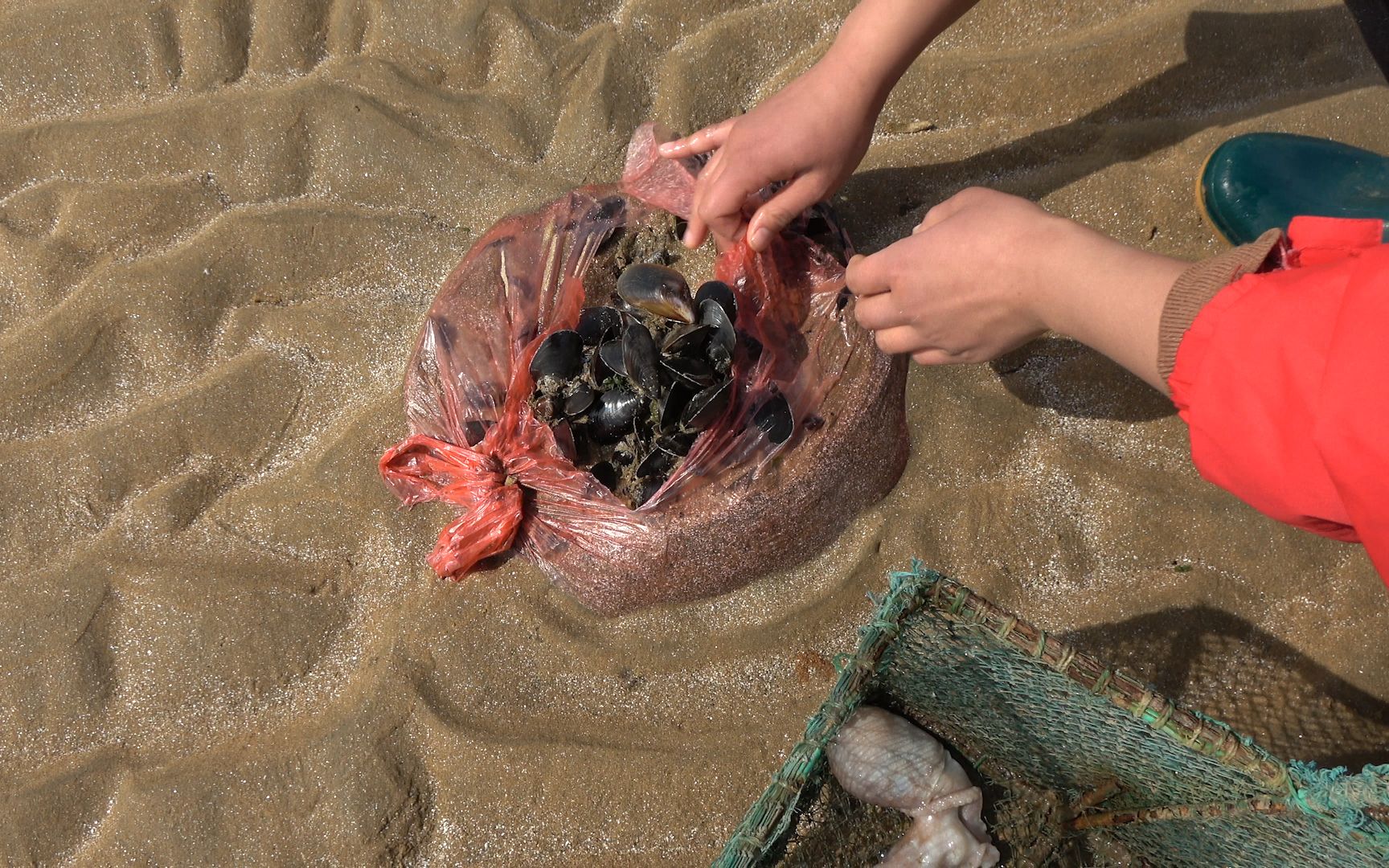 大梅到多岛海赶海发现好多成袋的海虹旁人看到后也跟着捡