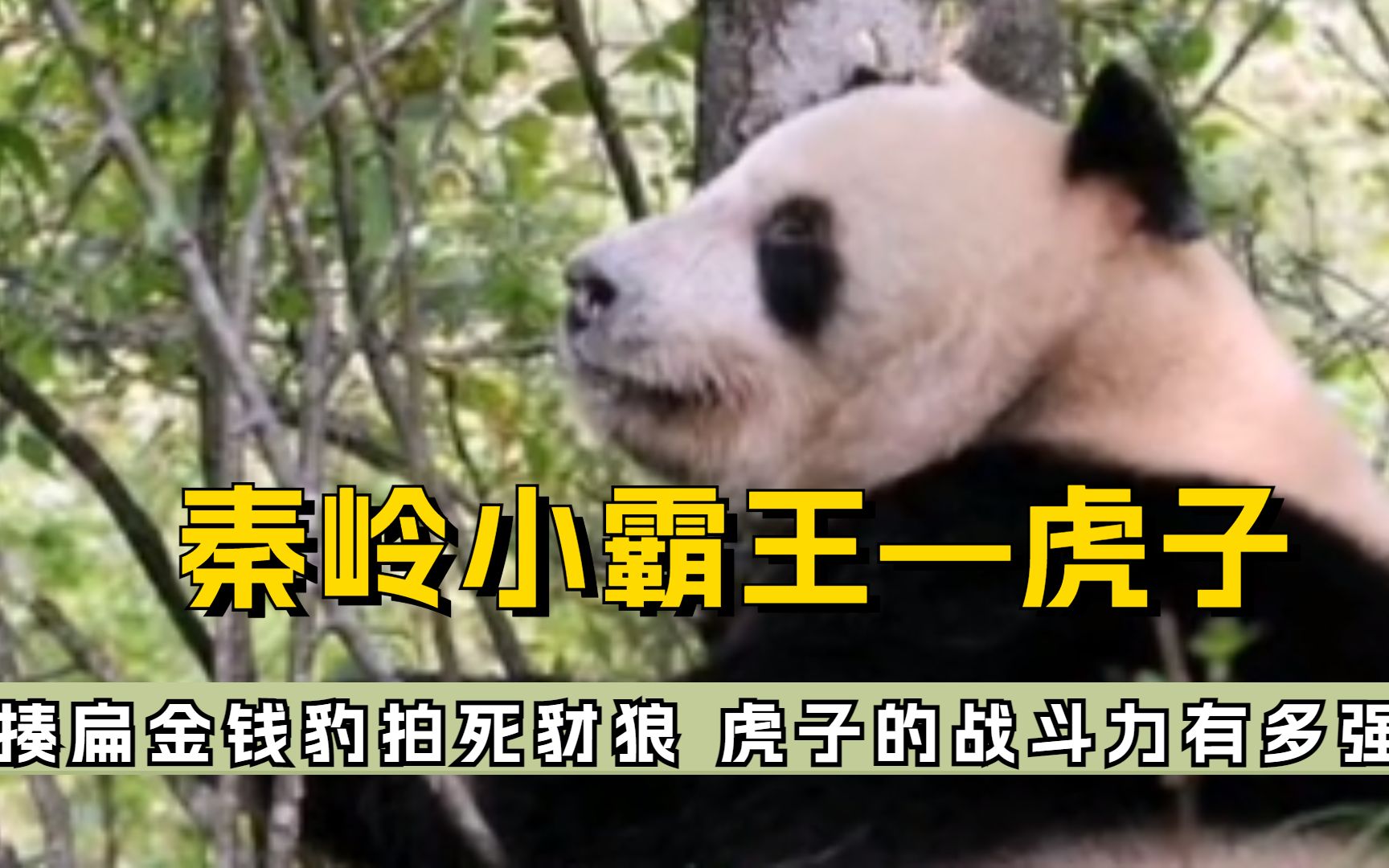 揍扁金钱豹,一掌拍死豺狼,秦岭小霸王虎子的战斗力有多强悍?