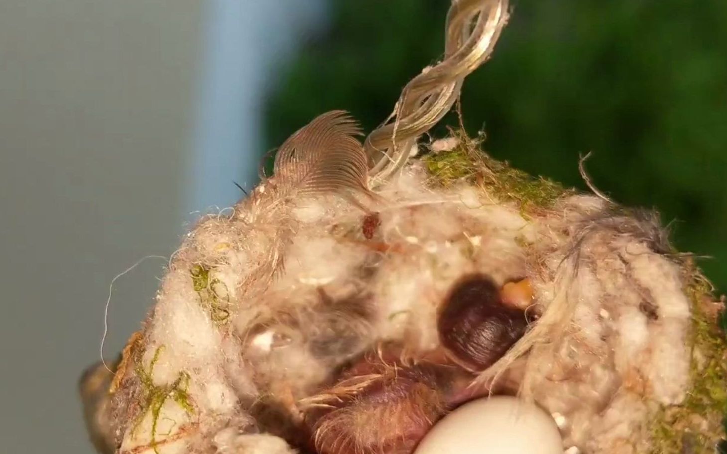 趁蜂鸟妈妈出去觅食,偷拍今天出生的蜂鸟宝宝_哔哩哔哩 (゜-゜)つロ