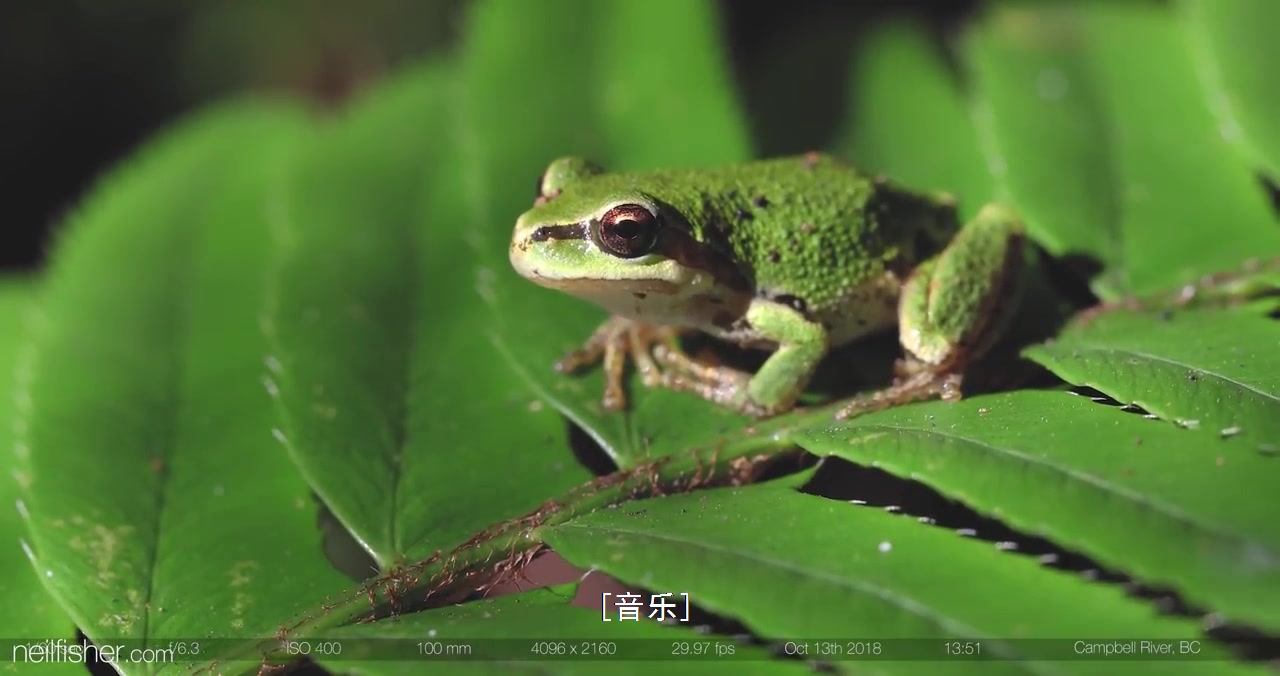 微距摄影哔哩哔哩bilibili