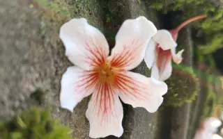 梧桐山下凤凰花开 搜索结果 哔哩哔哩 Bilibili