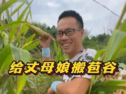 Tải video: 好久没回家了，丈母娘的苞谷还在地里！？