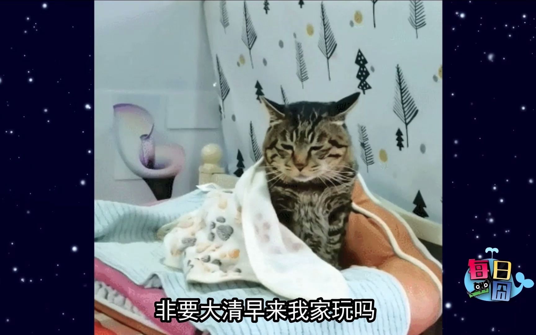 【每日一囧】大年初一的猫猫:猫与人的悲喜并不相通 |猫猫村长哔哩哔哩bilibili