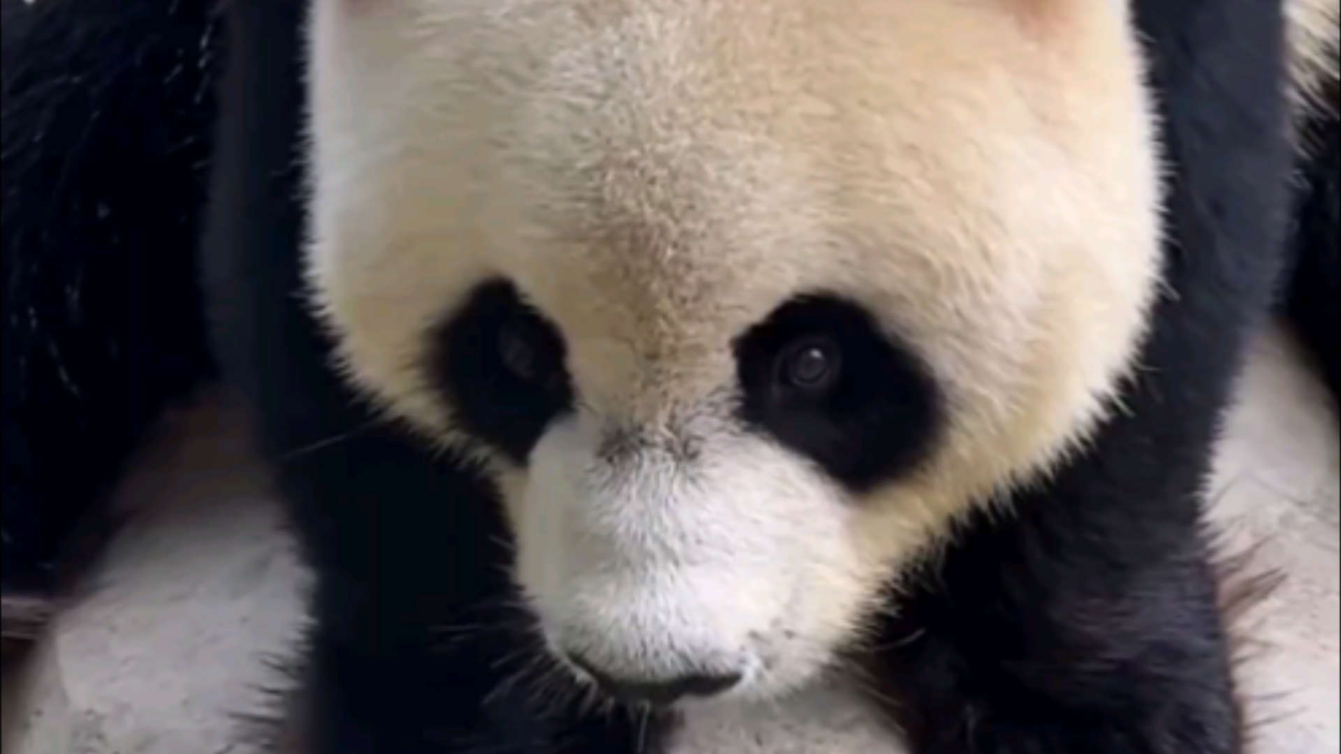 帅帅熊跟粉丝贴贴啦#240815大熊猫三胞胎萌帅酷录屏