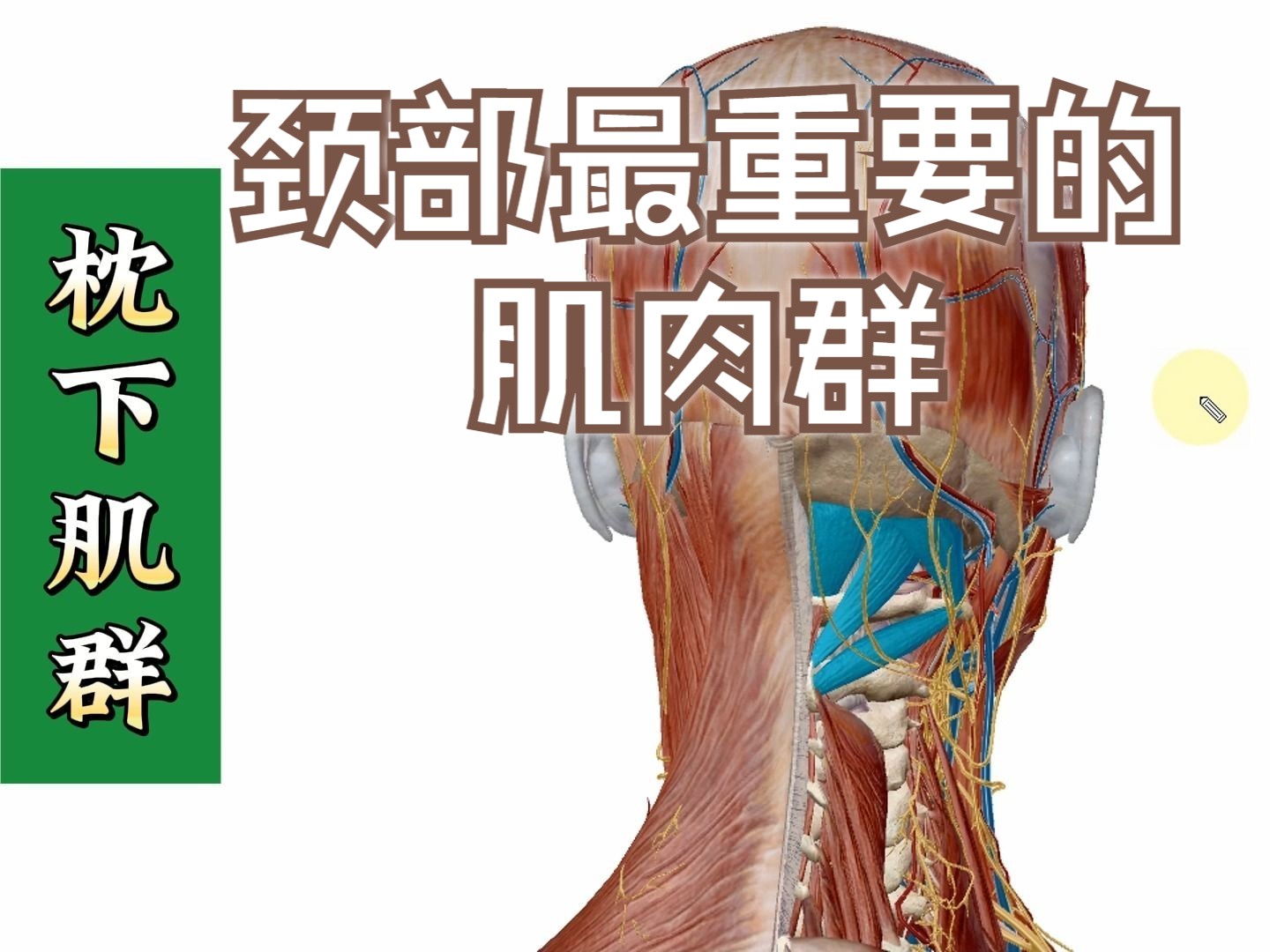 [图]【枕下肌群】3D解剖——颈部最重要的肌肉群，4个方面全方位讲解——天下明医平台简灵奇针