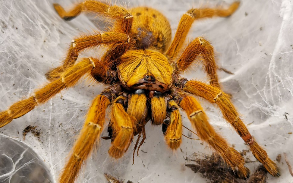橙巴布蜘蛛造景图片