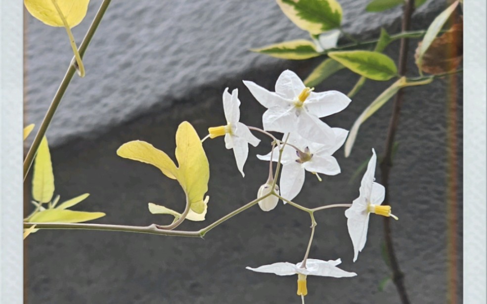 秋天的素馨叶白英