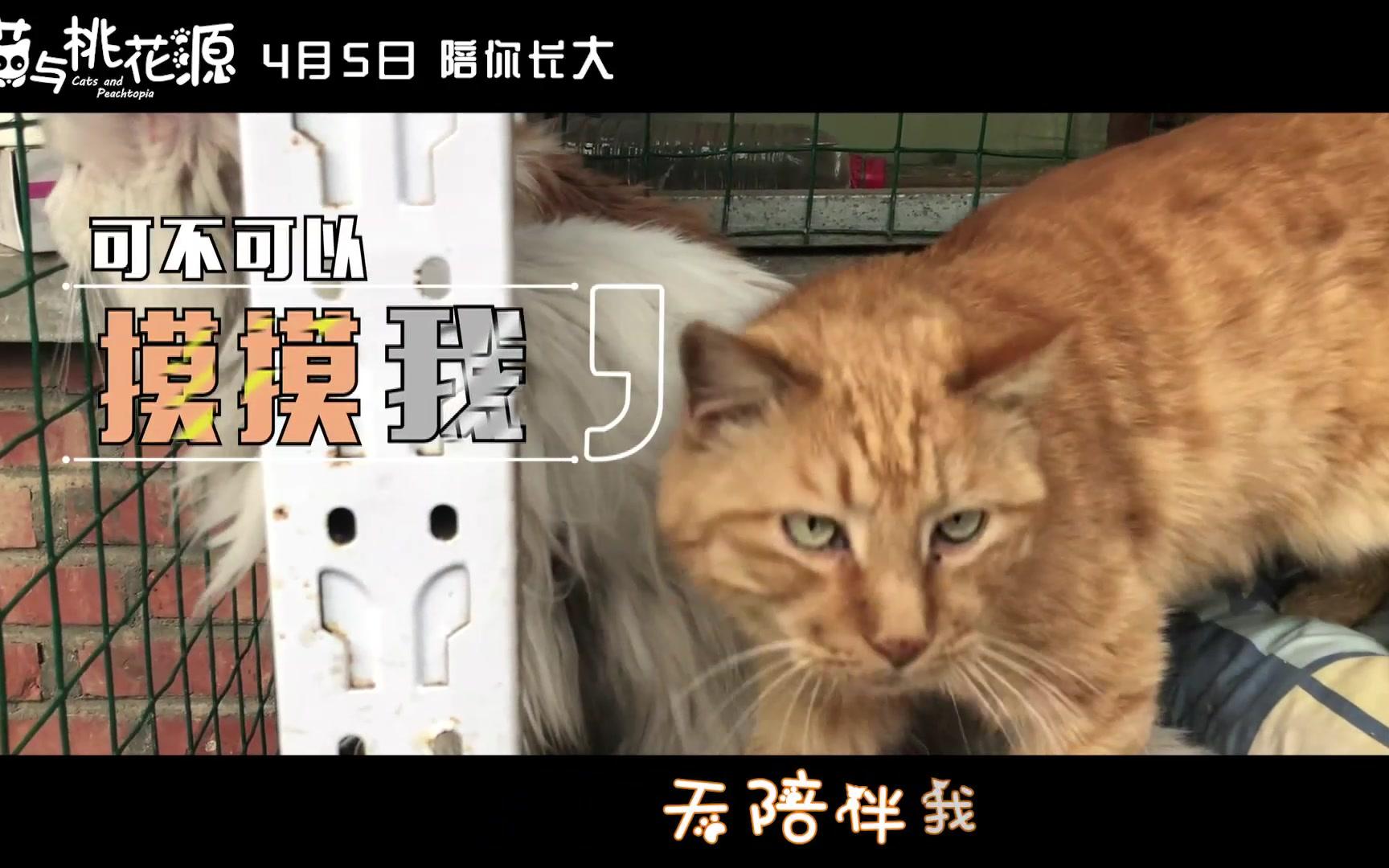 [图]《猫与桃花源》“流浪的终点”猫公益线下活动