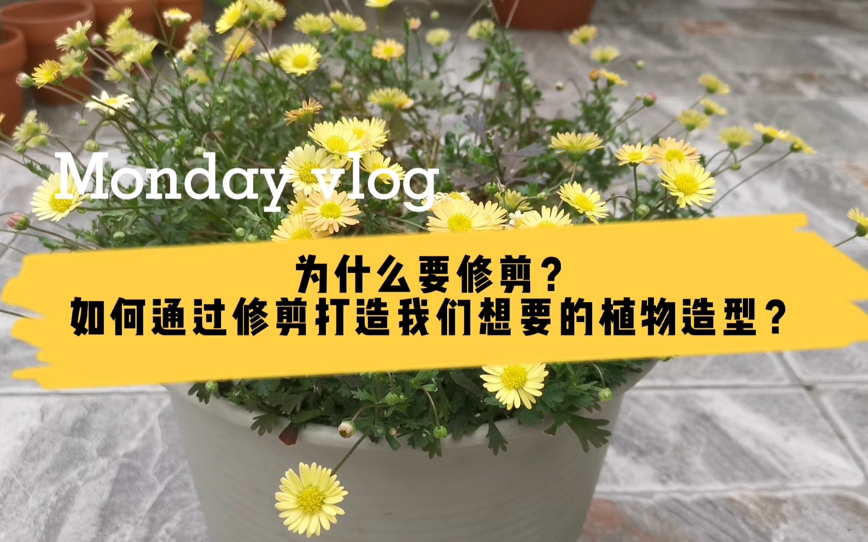 [图]为什么要修剪？如何通过修剪打造我们想要的植物造型？