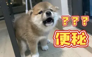 狗便秘症状 搜索结果 哔哩哔哩 Bilibili