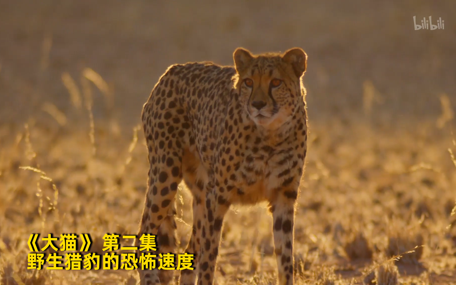 大猫看点1-纪录片-全集-高清正版在线观看-bilibili-哔哩哔哩