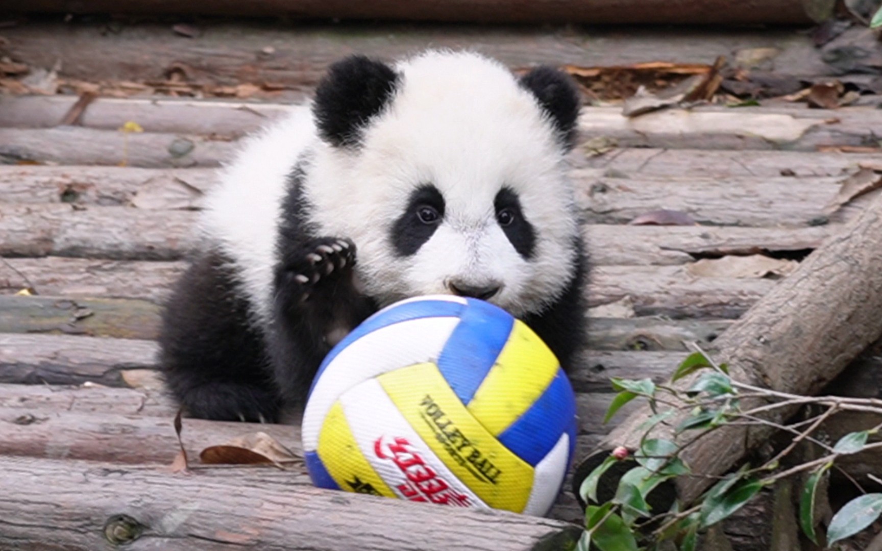 活动  【大熊猫金宵】窝打排球这个技术有没有希望进国家队呢?