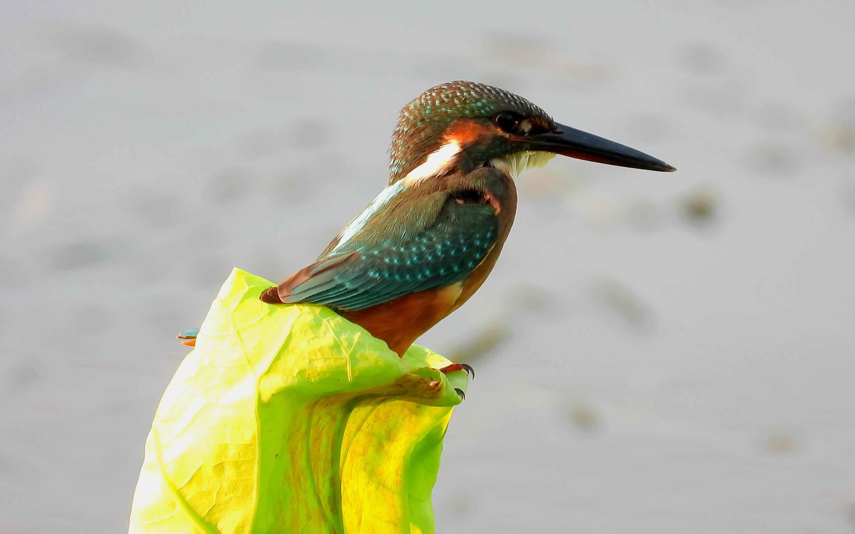 荷塘鸟语花香荷叶上的小翠鸟