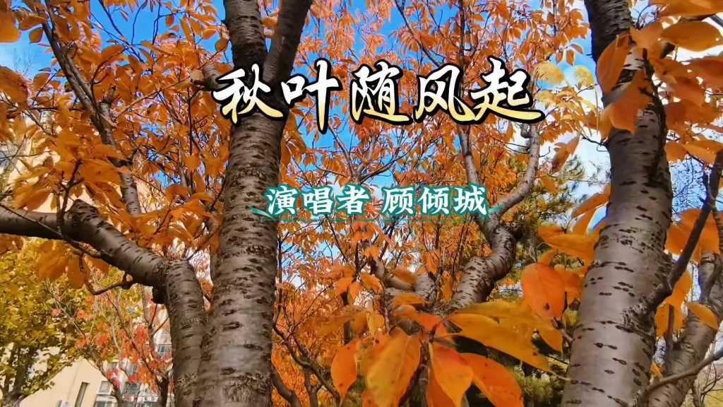 秋叶随风起