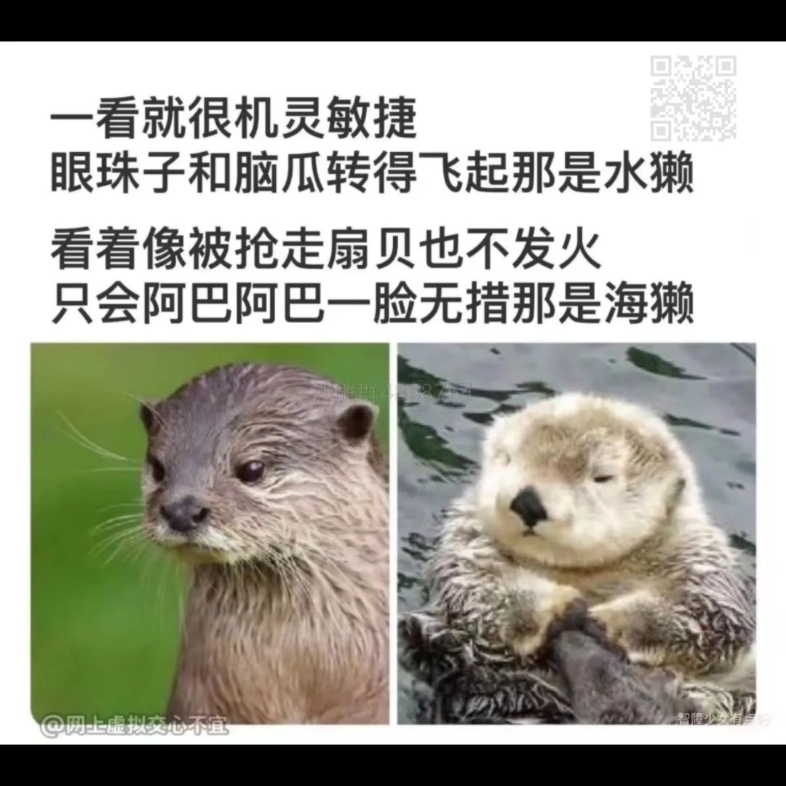 教你如何分辨水獭和海獭哔哩哔哩bilibili