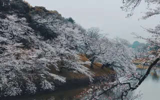 樱花步道 搜索结果 哔哩哔哩 Bilibili 樱花步道 搜索结果 哔哩哔哩 Bilibili