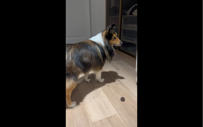 max的日常迷惑行为