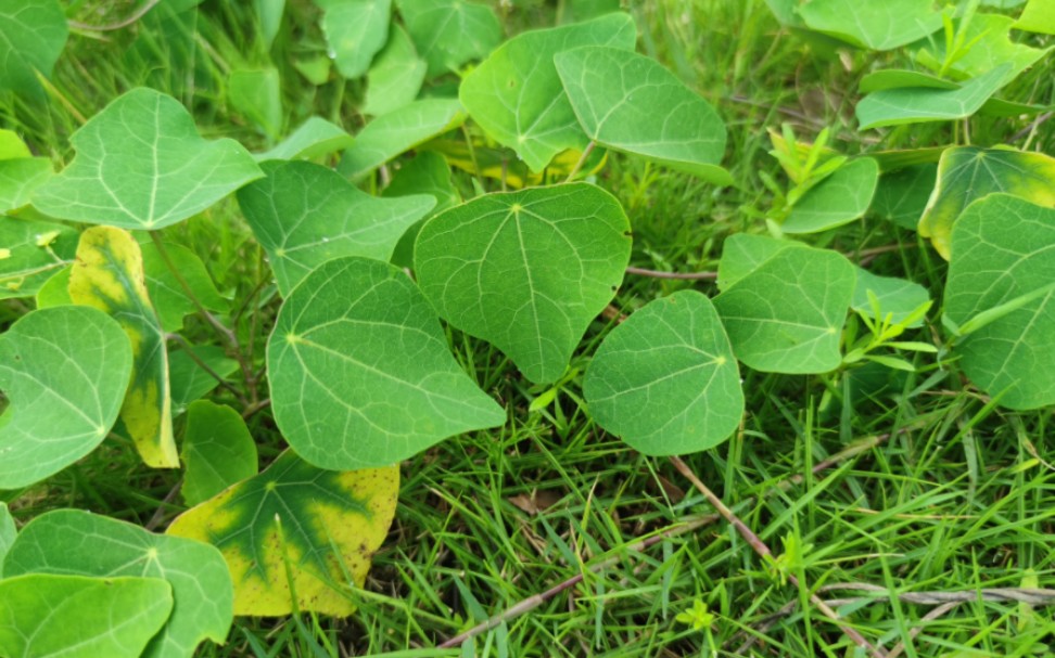 药用真菌、植物:血红密孔菌、金线吊乌龟哔哩哔哩bilibili