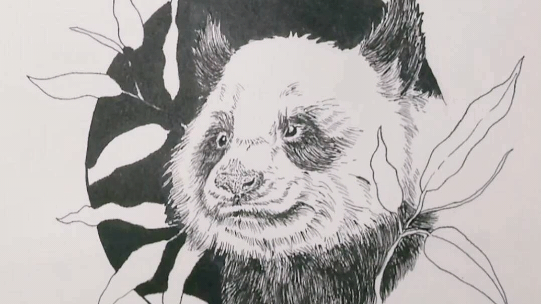 小熊猫线描绘画!