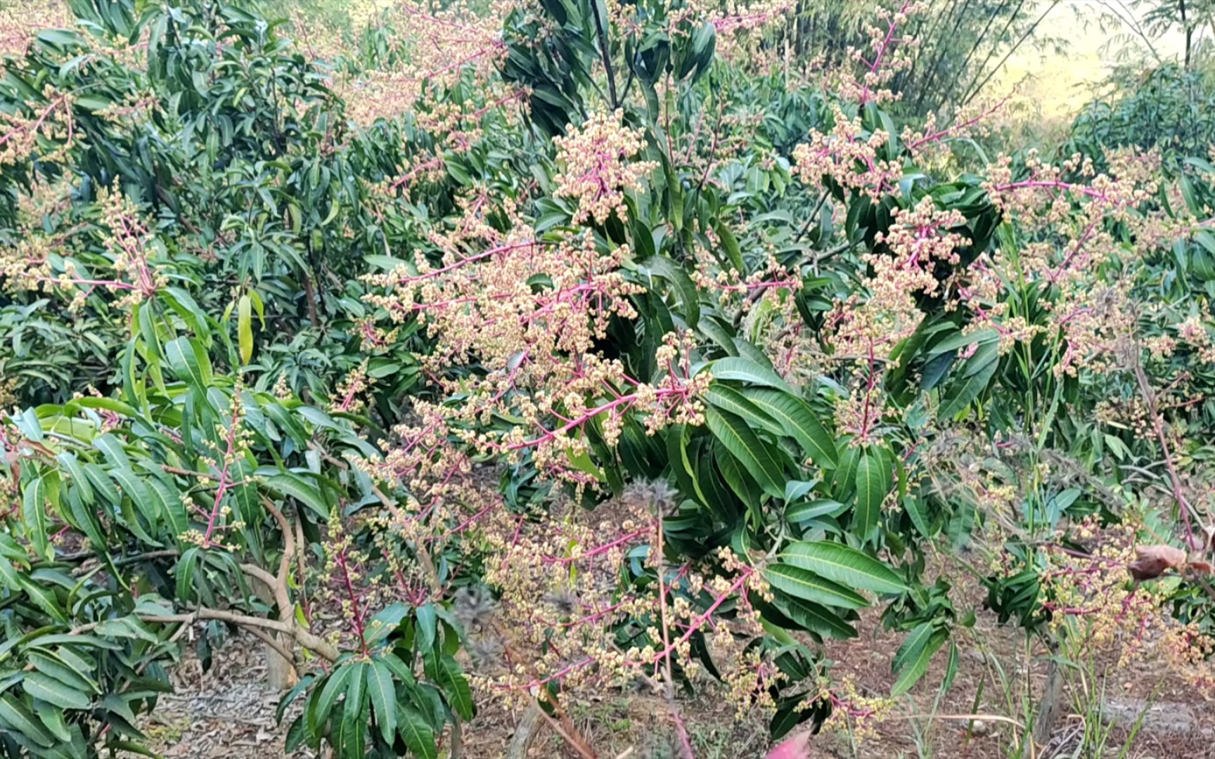 果园里的果树开花了,春有百花秋有月,夏有凉风冬有雪.哔哩哔哩bilibili