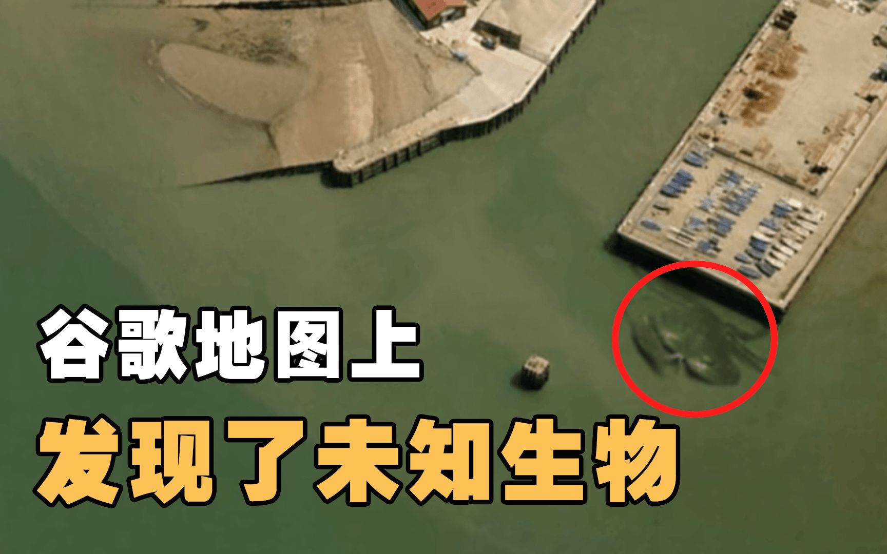 小伙在谷歌地图上发现了巨型螃蟹,5个存在于海洋中的神秘海怪