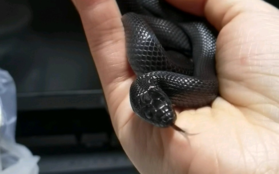 【黑王蛇】听说盘一下小蛇心情会变好