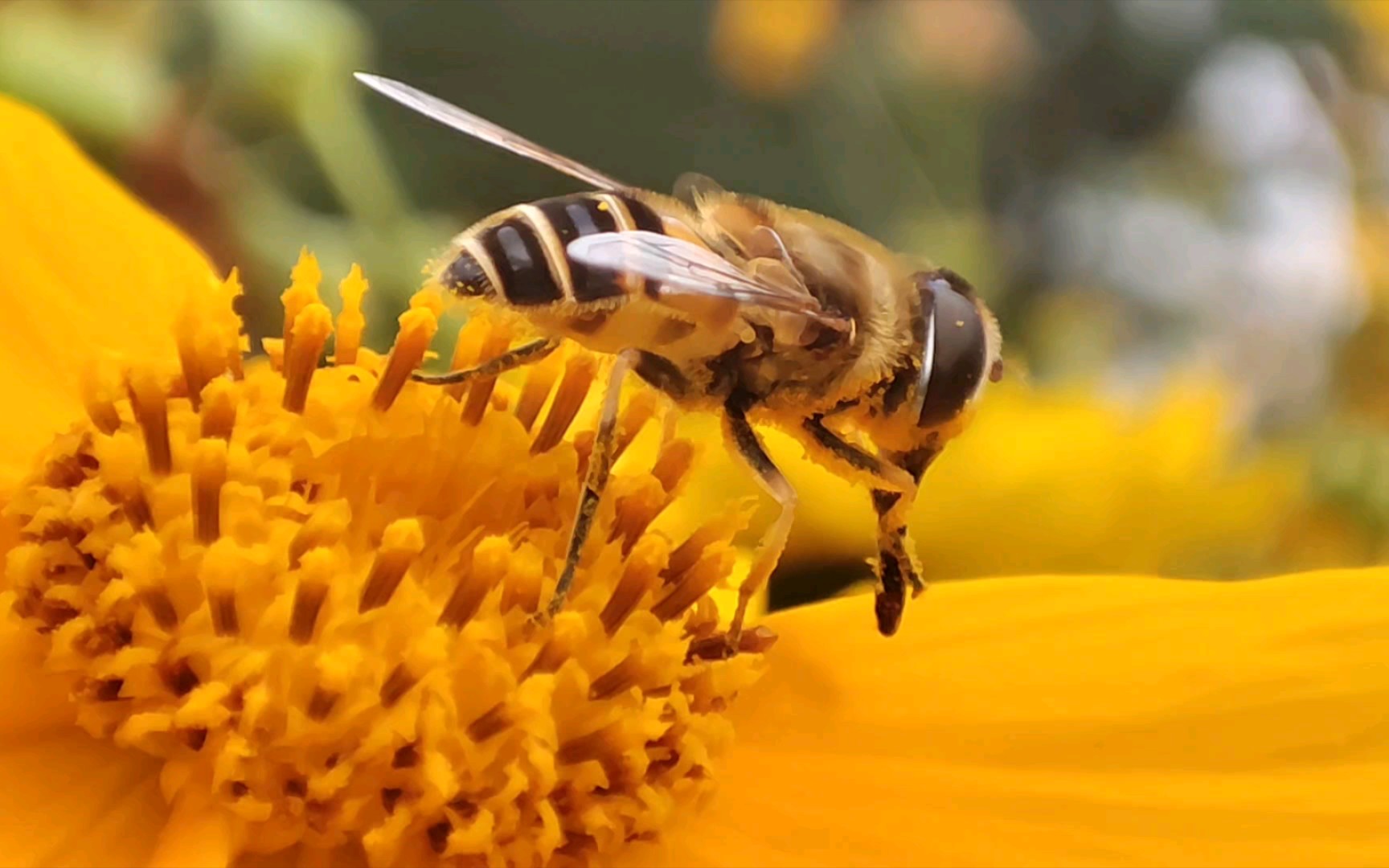 k40主摄及微距拍摄