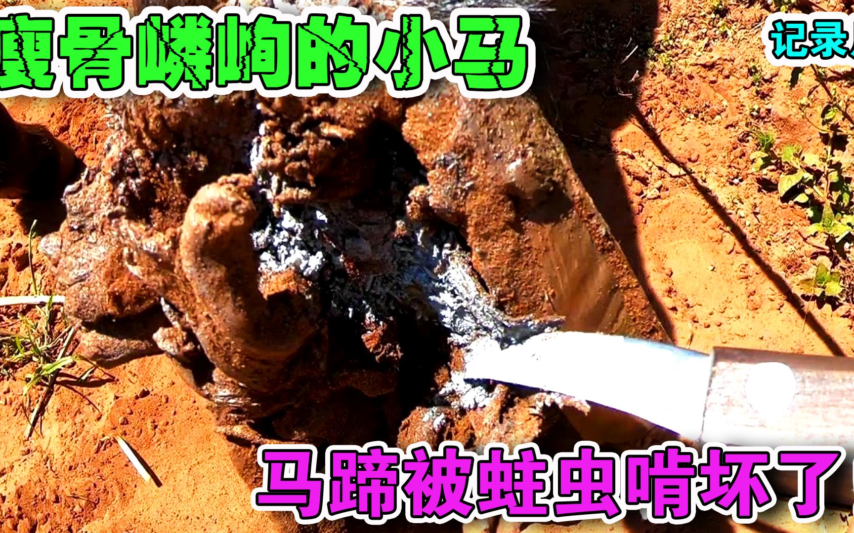 [图]纪录片：瘦骨嶙峋的小马，马蹄被蛀虫啃坏，修蹄小哥能帮它康复吗？