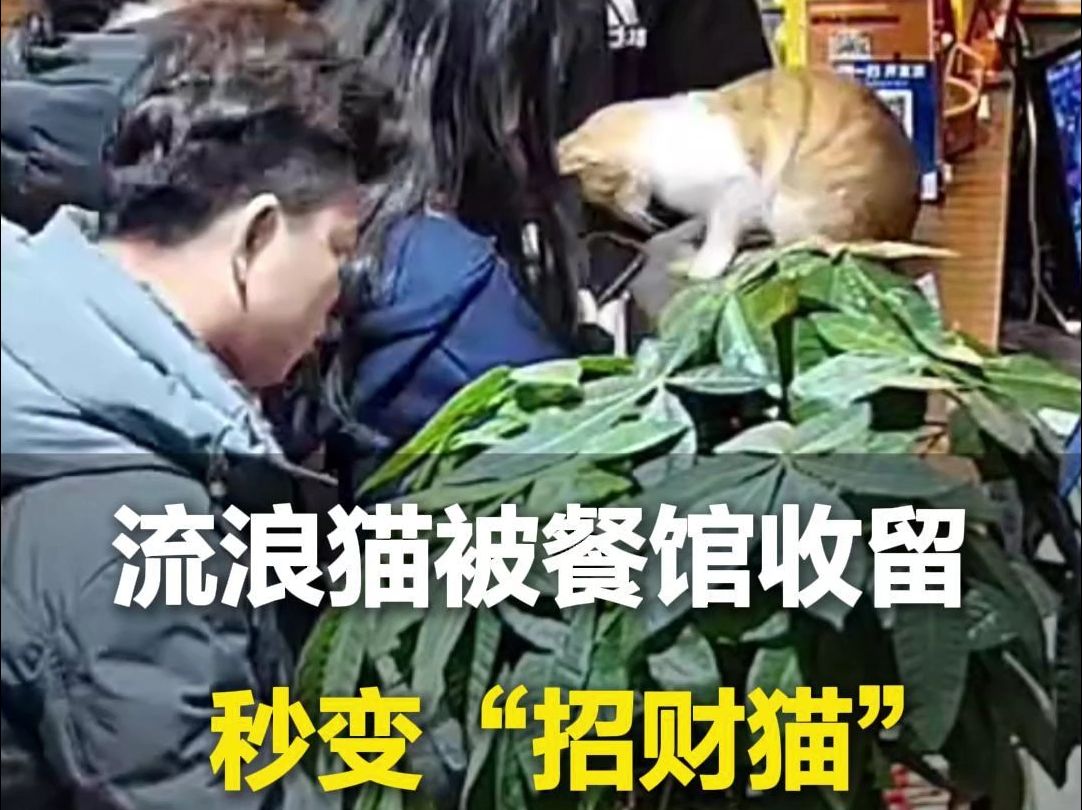 流浪猫被饭店收留秒变“招财猫”,自觉坐吧台 客人怎么摸都不走,老板:它来之后生意都变好了哔哩哔哩bilibili