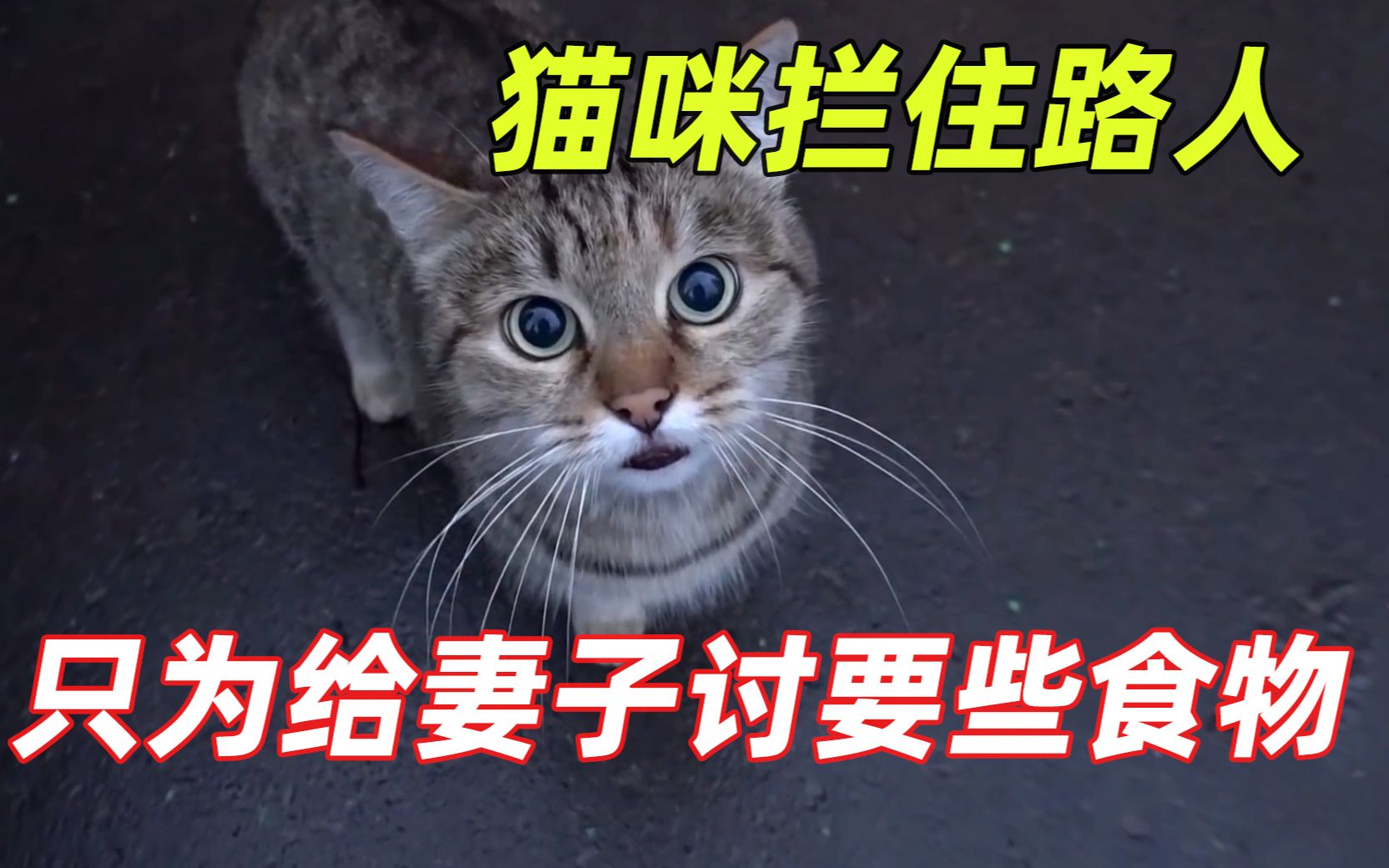 [图]流浪猫每天拦住过往路人，只为给妻子讨要些食物，万物皆有灵性