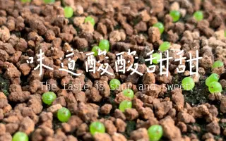 【播种篇】蟠桃生长记录