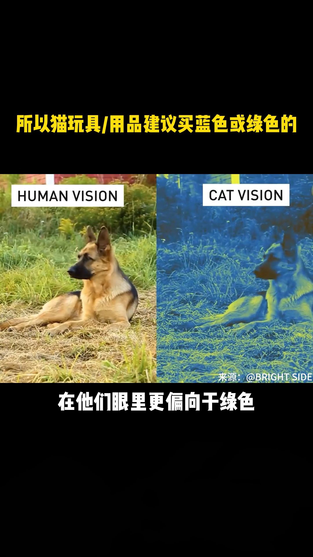 [图]猫眼里的世界是怎样的？