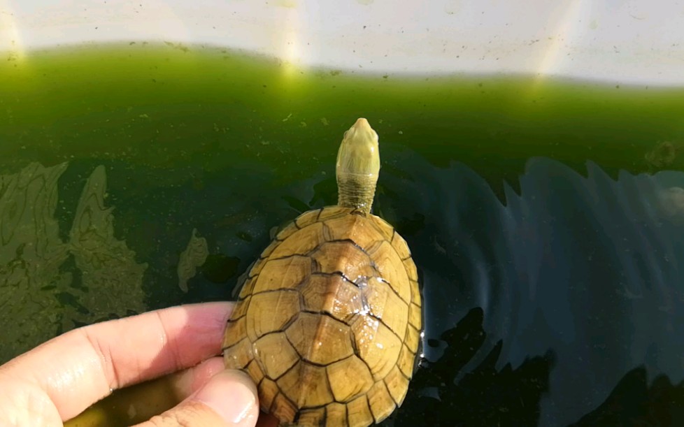 绿水养龟,懒人养龟