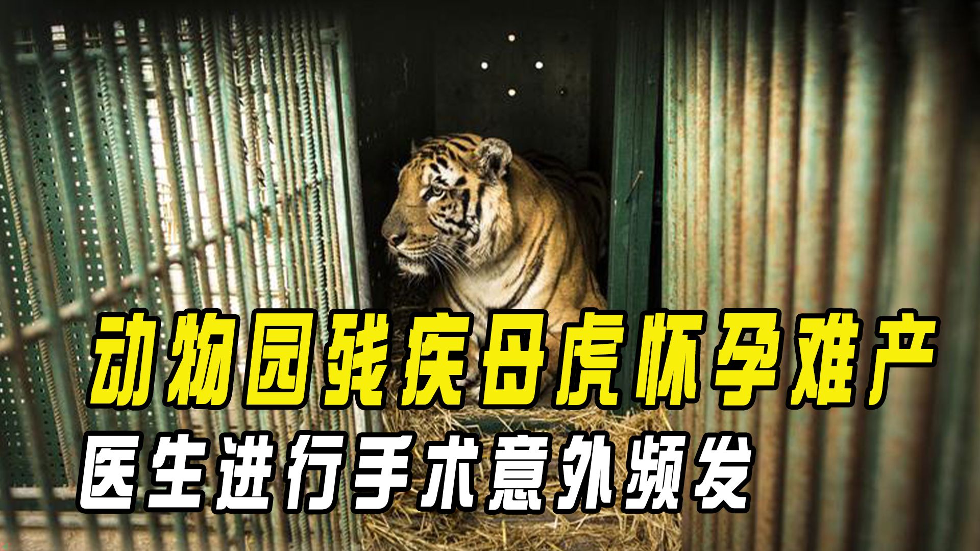 遼寧動物園殘疾母虎懷孕難產,醫生建議剖腹產,手術