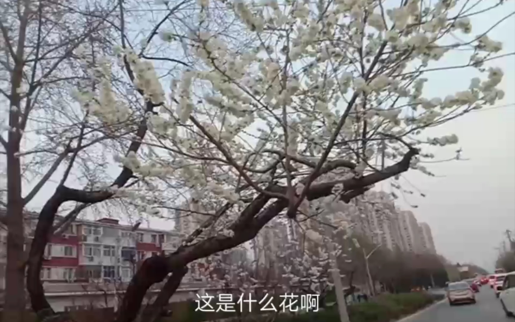 【北京街景】杨闸环岛春花开,管庄地区简介,京A1990好吃哔哩哔哩bilibili