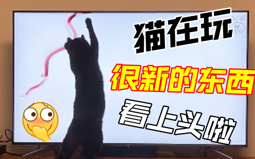 猫猫看给猫猫看的动画片哔哩哔哩bilibili