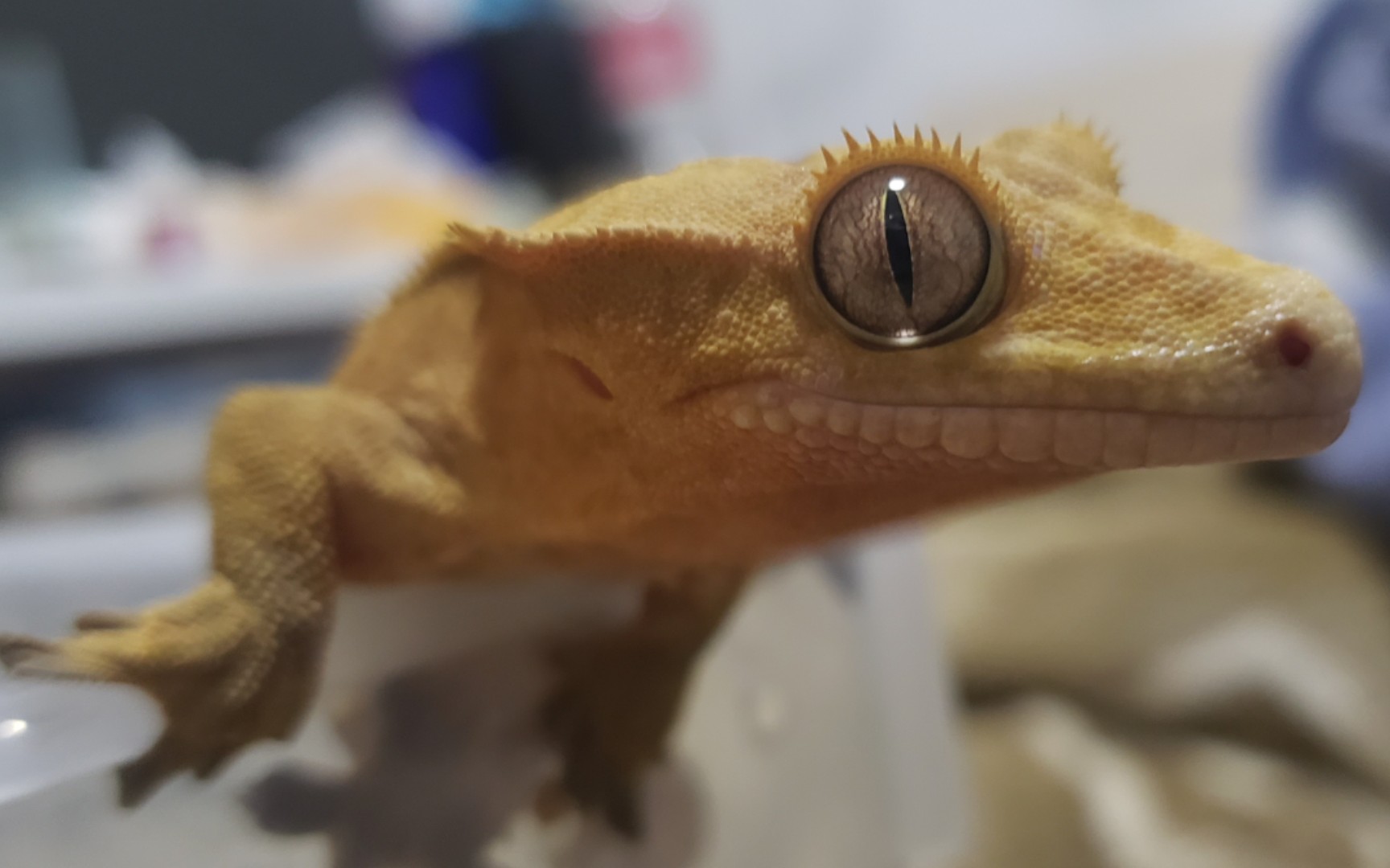 【睫角守宫】断尾了依然是小可爱